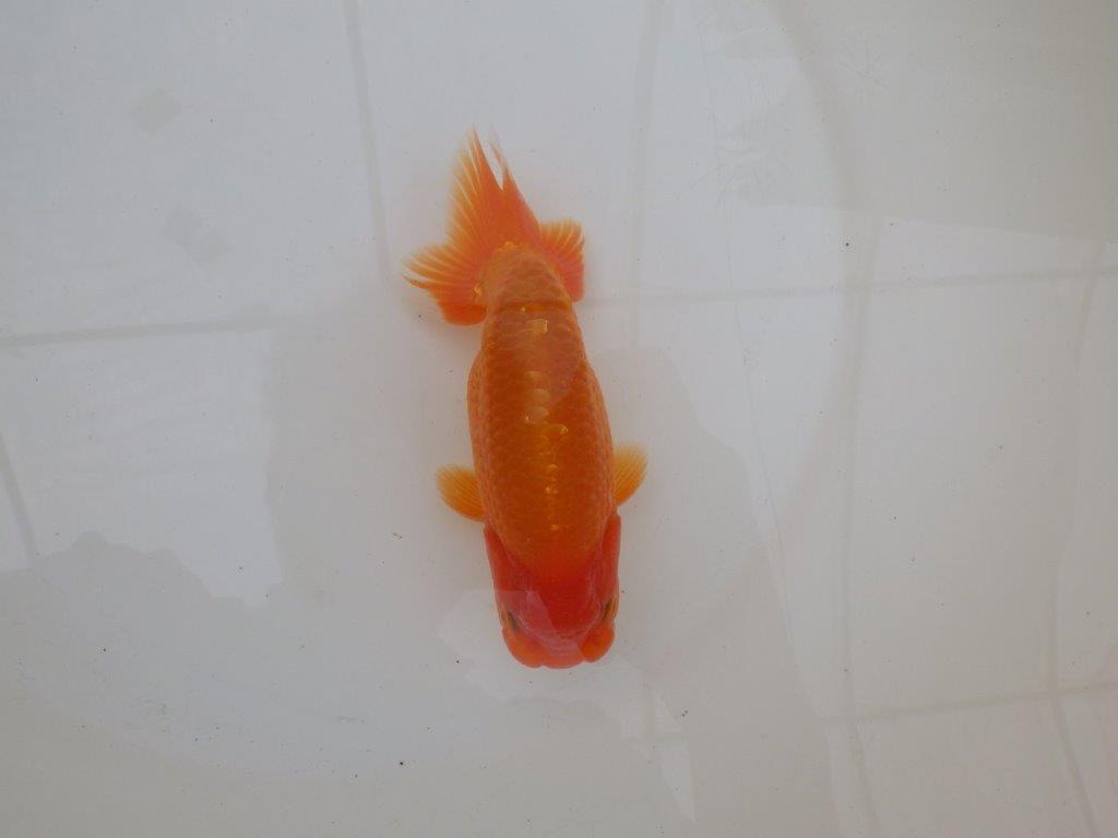 【 和歌山 濱田氏 系統魚】当歳らんちゅう J 約15㎝ 四ッ尾 二本舵 オス?