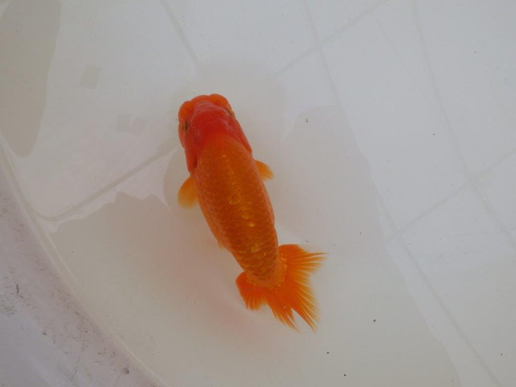 【 和歌山 濱田氏 系統魚】当歳らんちゅう J 約15㎝ 四ッ尾 二本舵 オス?