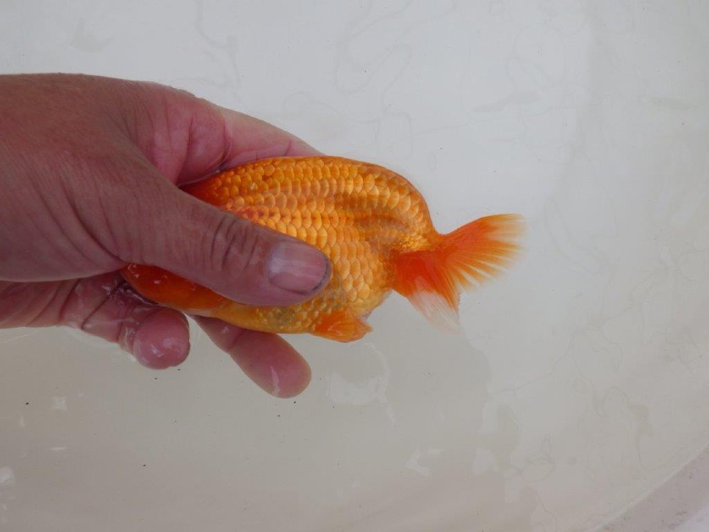 【 和歌山 濱田氏 系統魚】当歳らんちゅう J 約15㎝ 四ッ尾 二本舵 オス?