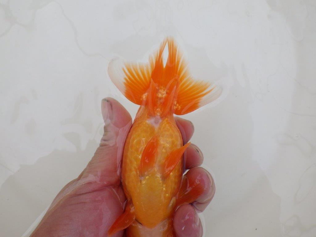 【 和歌山 濱田氏 系統魚】当歳らんちゅう J 約15㎝ 四ッ尾 二本舵 オス?