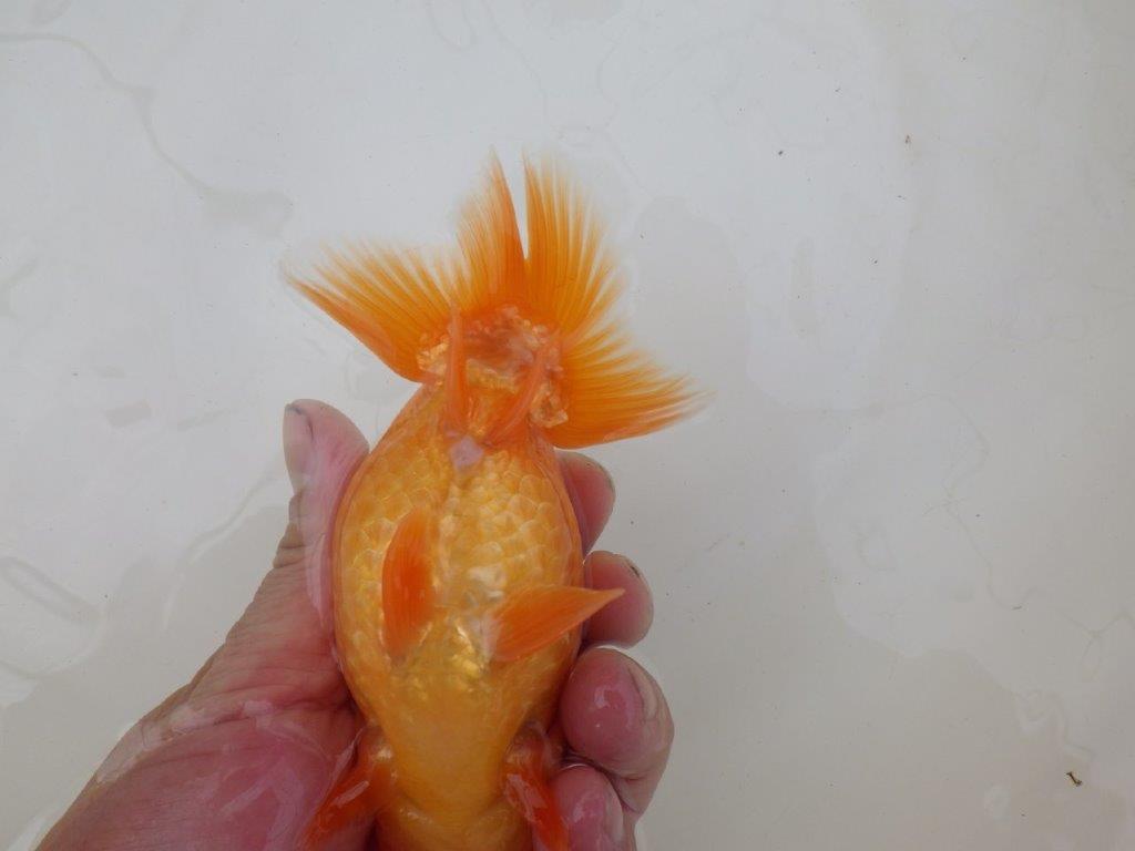 【 和歌山　濱田氏　系統魚】当歳らんちゅう　K　約14㎝  四ッ尾　二本舵　メス？