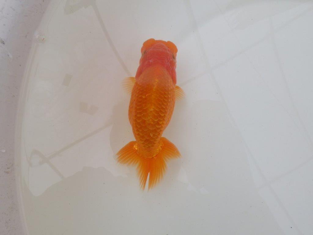 【 和歌山　濱田氏　系統魚】当歳らんちゅう　K　約14㎝  四ッ尾　二本舵　メス？