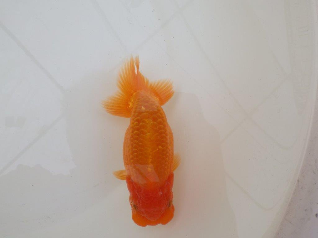 【 和歌山　濱田氏　系統魚】当歳らんちゅう　K　約14㎝  四ッ尾　二本舵　メス？