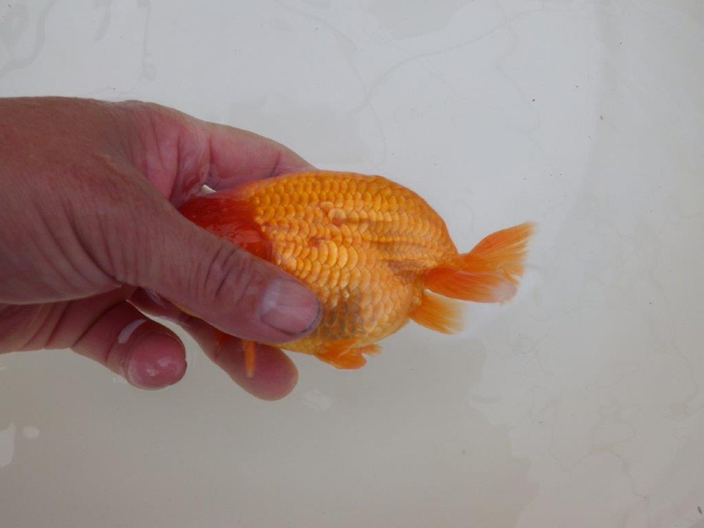 【 和歌山　濱田氏　系統魚】当歳らんちゅう　K　約14㎝  四ッ尾　二本舵　メス？