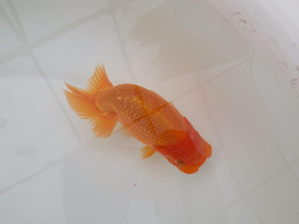 【 和歌山　濱田氏　系統魚】当歳らんちゅう　K　約14㎝  四ッ尾　二本舵　メス？