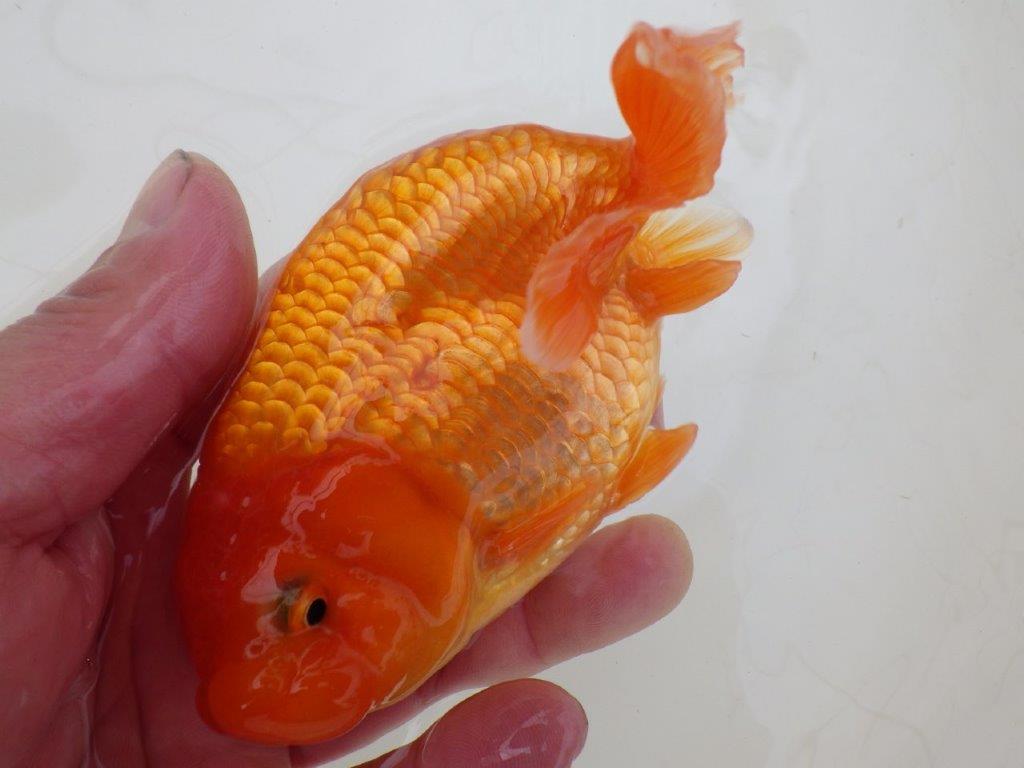 【 和歌山　濱田氏　系統魚】当歳らんちゅう　K　約14㎝  四ッ尾　二本舵　メス？