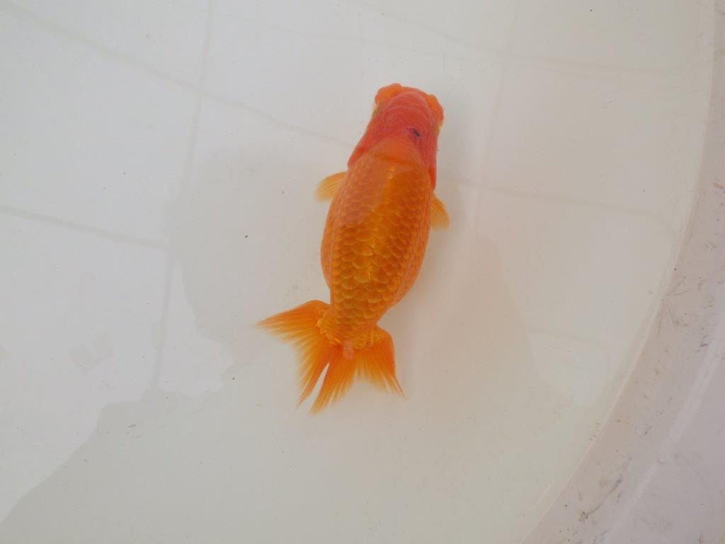 【 和歌山　濱田氏　系統魚】当歳らんちゅう　M　約13㎝  四ッ尾　二本舵　オス？の上身