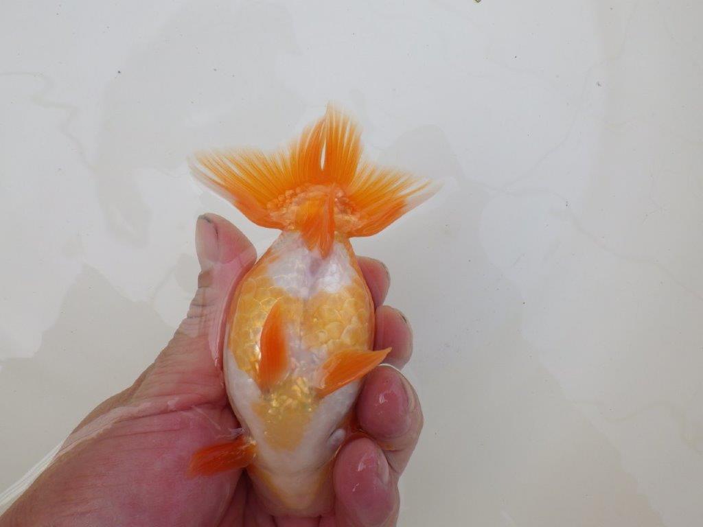 【 和歌山 濱田氏 系統魚】当歳らんちゅう M 約13㎝ 四ッ尾 二本舵 オス?