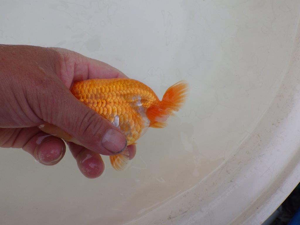 【 和歌山 濱田氏 系統魚】当歳らんちゅう M 約13㎝ 四ッ尾 二本舵 オス?