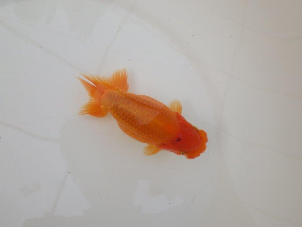 【 和歌山 濱田氏 系統魚】当歳らんちゅう M 約13㎝ 四ッ尾 二本舵 オス?