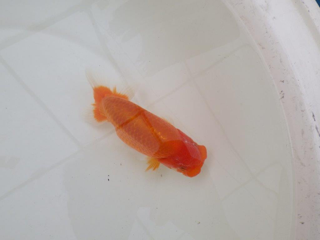 【 和歌山 濱田氏 系統魚】当歳らんちゅう N 約14,5㎝ 四ッ尾 二本舵 オス?