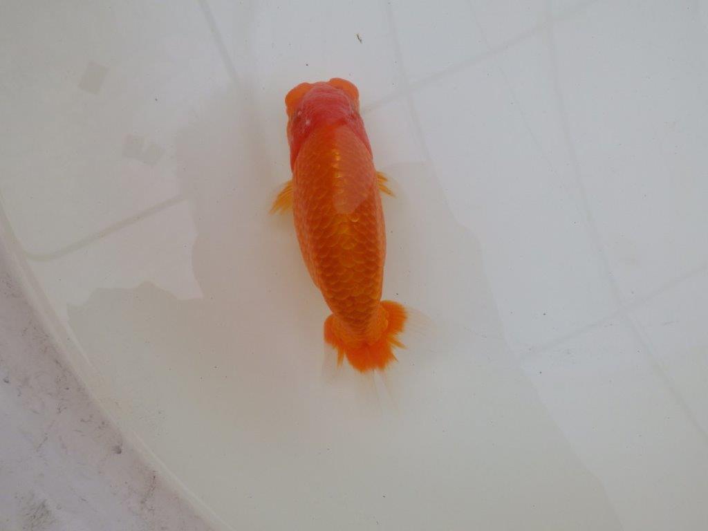 【 和歌山 濱田氏 系統魚】当歳らんちゅう N 約14,5㎝ 四ッ尾 二本舵 オス?