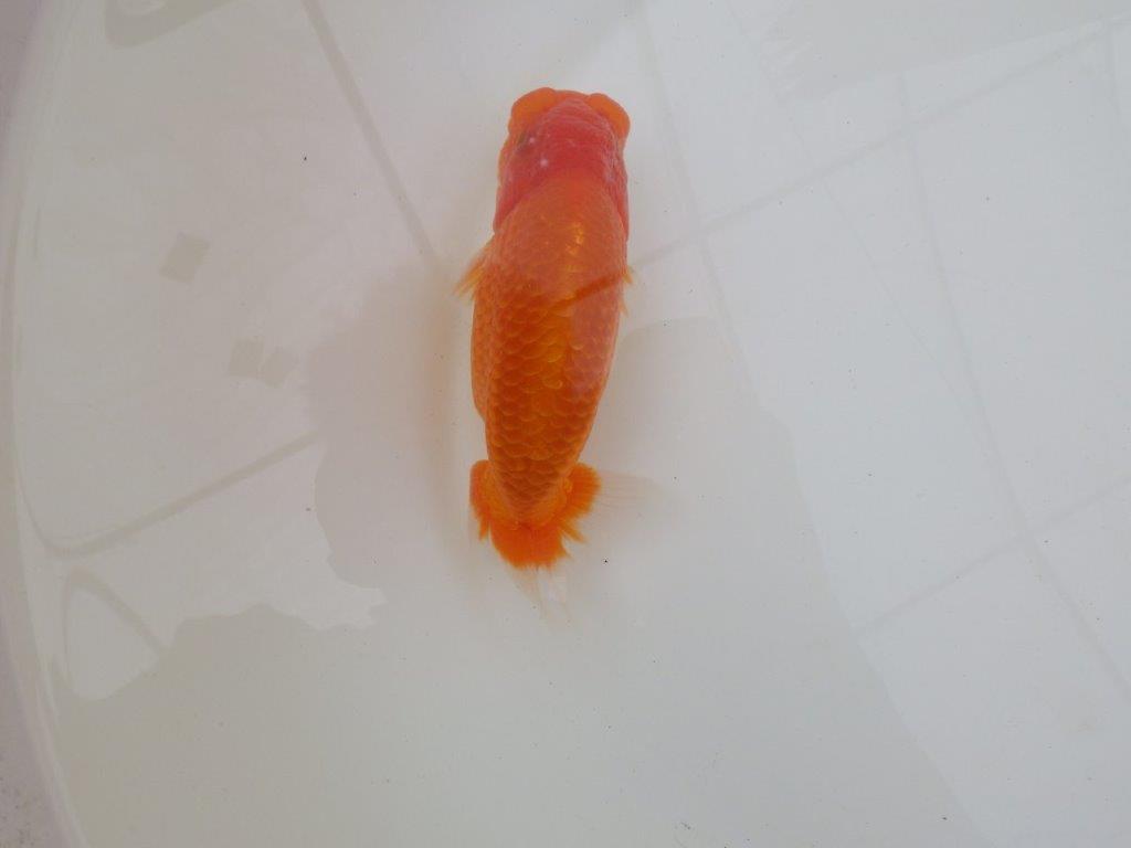 【 和歌山 濱田氏 系統魚】当歳らんちゅう N 約14,5㎝ 四ッ尾 二本舵 オス?