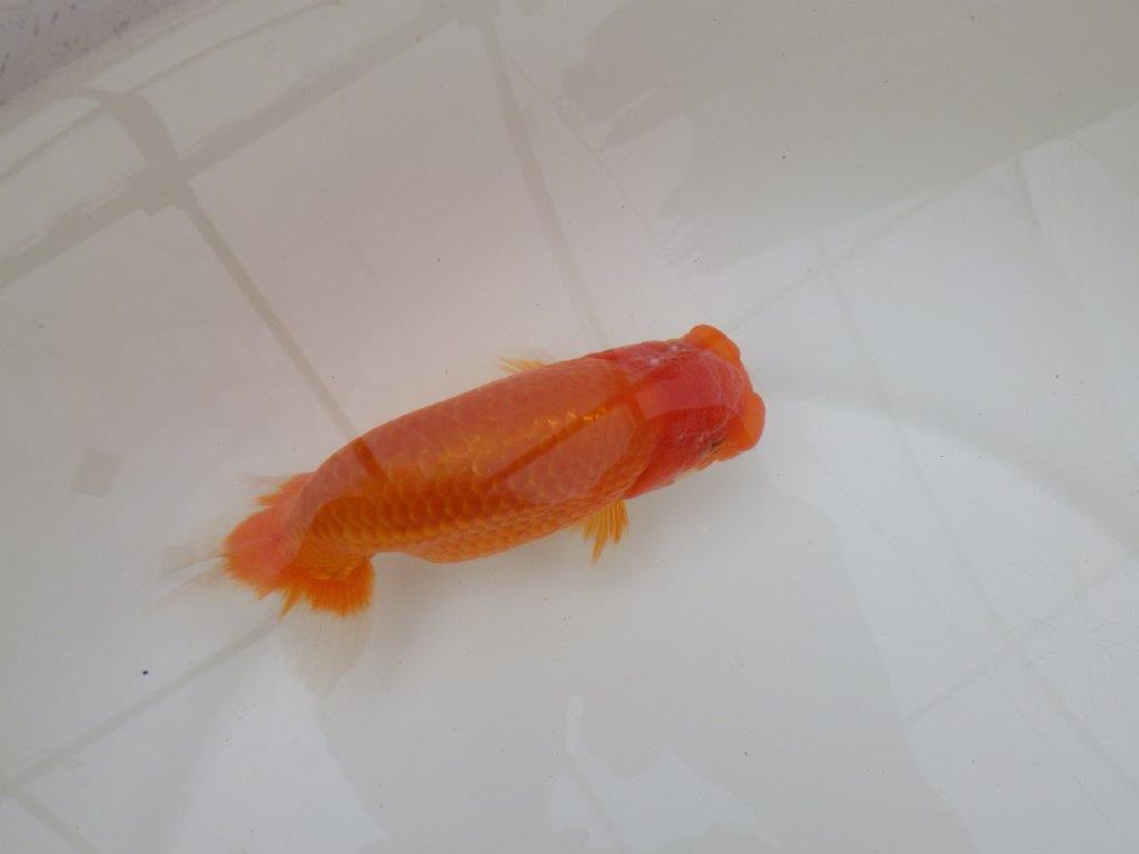 【 和歌山 濱田氏 系統魚】当歳らんちゅう N 約14,5㎝ 四ッ尾 二本舵 オス?