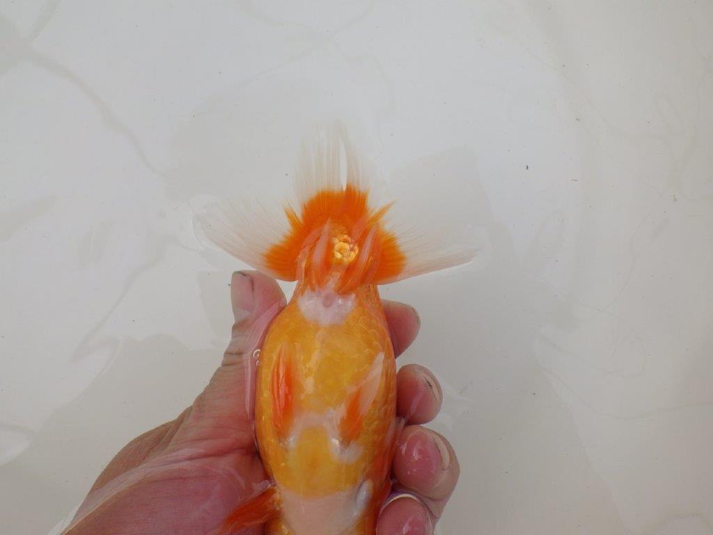 【 和歌山 濱田氏 系統魚】当歳らんちゅう N 約14,5㎝ 四ッ尾 二本舵 オス?