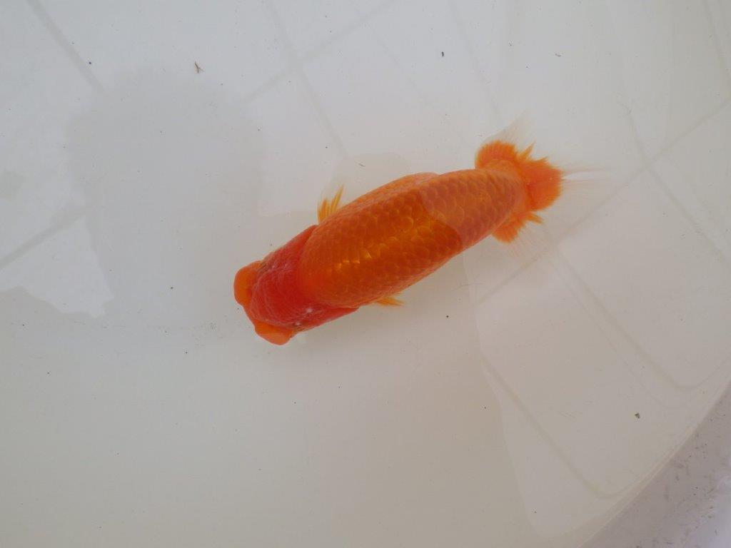 【 和歌山 濱田氏 系統魚】当歳らんちゅう N 約14,5㎝ 四ッ尾 二本舵 オス?