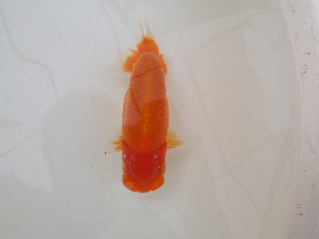 【 和歌山　濱田氏　系統魚】当歳らんちゅう　N　約14,5㎝  四ッ尾　二本舵　オス？の上身