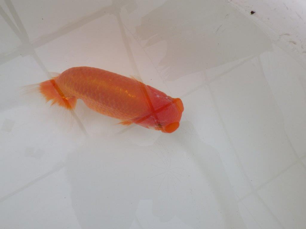 【 和歌山 濱田氏 系統魚】当歳らんちゅう N 約14,5㎝ 四ッ尾 二本舵 オス?