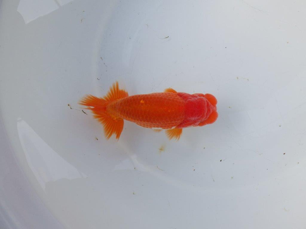 【 愛知 高須氏 作出】大きめサイズの綺麗な更紗当歳らんちゅう 約15㎝ 四ッ尾 二本舵 オス?