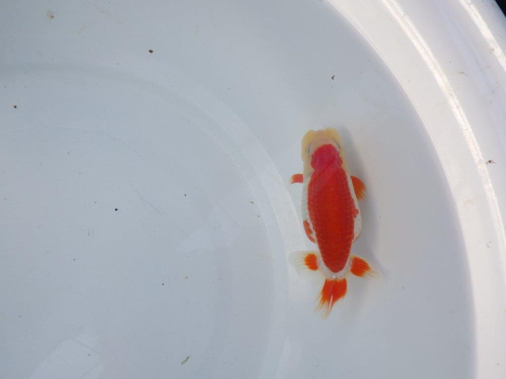 【 全国トップブリーダー　山田芳人氏　作出】綺麗な更紗当歳らんちゅう　約12㎝  四ッ尾　二本舵　オス？