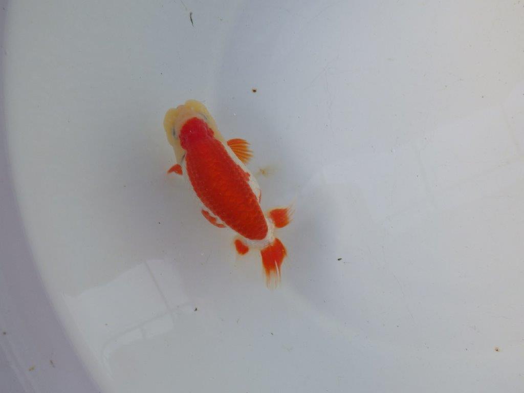 【 全国トップブリーダー　山田芳人氏　作出】綺麗な更紗当歳らんちゅう　約12㎝  四ッ尾　二本舵　オス？