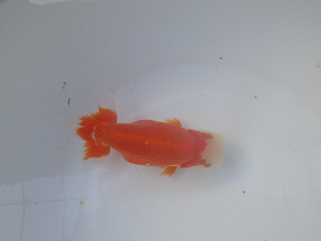 【 全国トップブリーダー　山田芳人氏　作出】飼い込みお勧め当歳らんちゅう　約15㎝  四ッ尾　二本舵　メス？