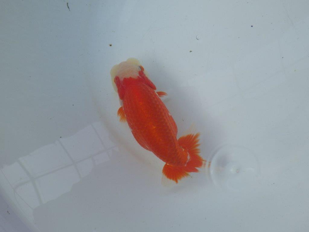 【 全国トップブリーダー　山田芳人氏　作出】飼い込みお勧め当歳らんちゅう　約15㎝  四ッ尾　二本舵　メス？