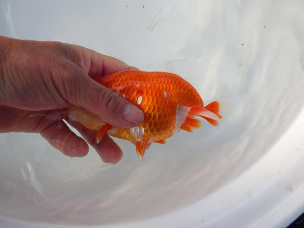 【 全国トップブリーダー　山田芳人氏　作出】飼い込みお勧め当歳らんちゅう　約15㎝  四ッ尾　二本舵　メス？