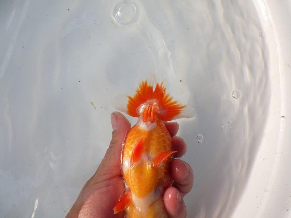 【 全国トップブリーダー　山田芳人氏　作出】飼い込みお勧め当歳らんちゅう　約15㎝  四ッ尾　二本舵　メス？