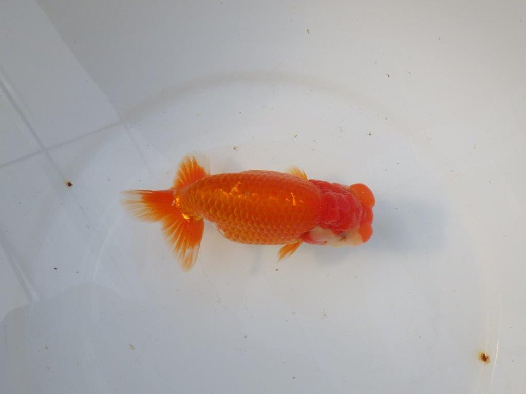 【 愛知ベテランブリーダー石黒氏　作出】おすすめ系統当歳らんちゅう　約14㎝  四ッ尾　二本舵　メス？