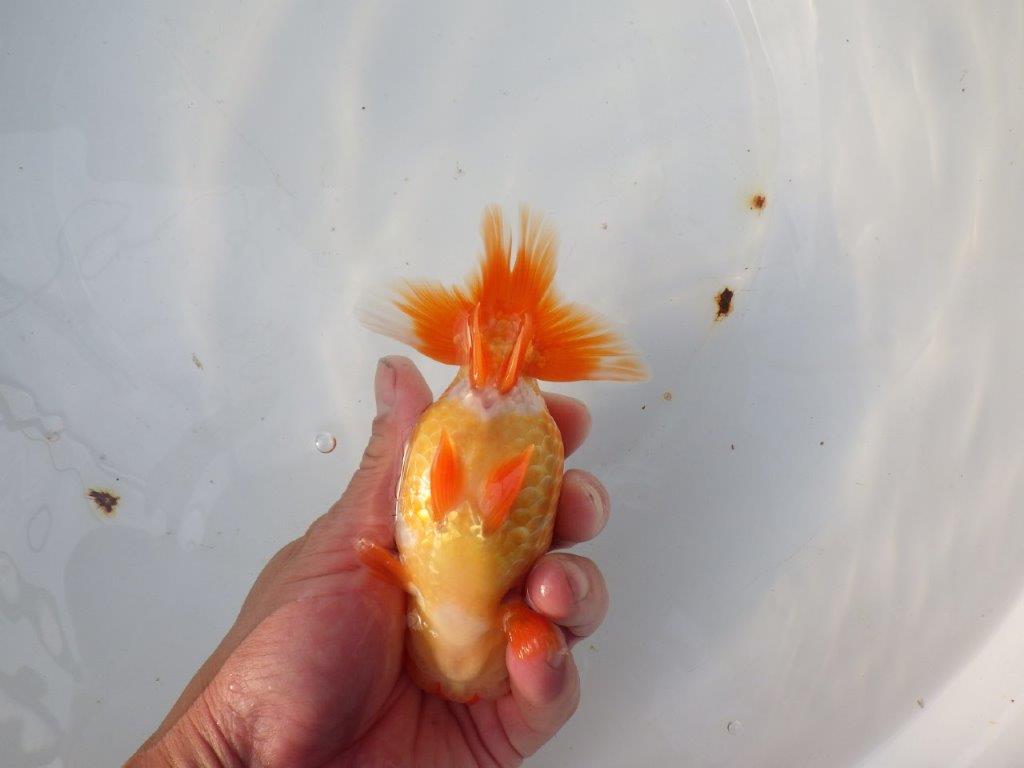 【 愛知ベテランブリーダー石黒氏　作出】おすすめ系統当歳らんちゅう　約14㎝  四ッ尾　二本舵　メス？