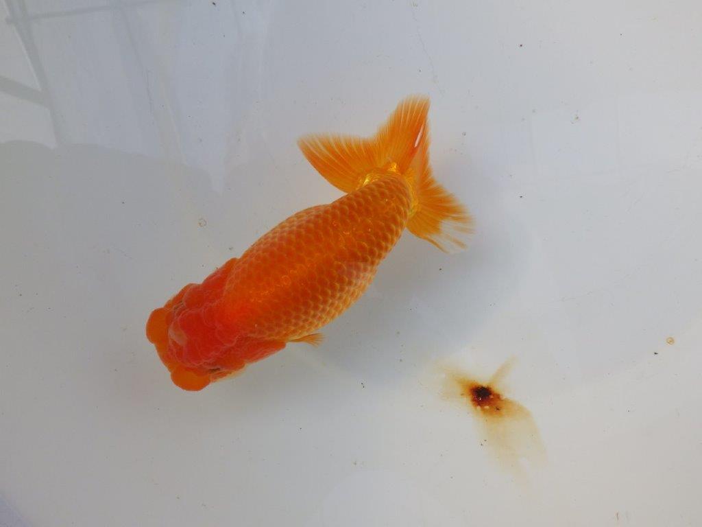 【 愛知ベテランブリーダー石黒氏　作出】二歳会に向けて！当歳らんちゅう　約1５㎝  四ッ尾　二本舵　メス？