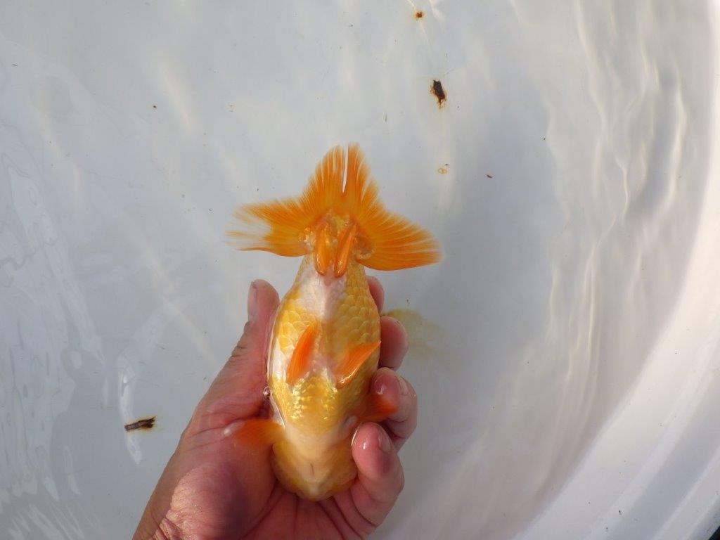 【 愛知ベテランブリーダー石黒氏　作出】二歳会に向けて！当歳らんちゅう　約1５㎝  四ッ尾　二本舵　メス？