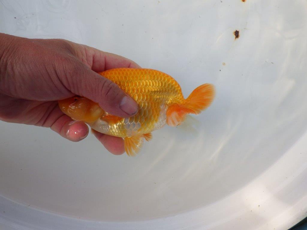 【 愛知ベテランブリーダー石黒氏　作出】二歳会に向けて！当歳らんちゅう　約1５㎝  四ッ尾　二本舵　メス？