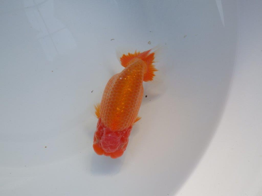 【全国大会上位入賞経験あり 三重　中井氏　作出】素晴らしい系統の当歳らんちゅう　約13,５㎝  四ッ尾　一本舵　オス？