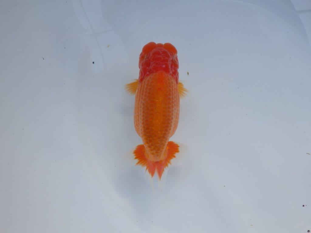 【全国大会上位入賞経験あり 三重　中井氏　作出】素晴らしい系統の当歳らんちゅう　約13,５㎝  四ッ尾　一本舵　オス？