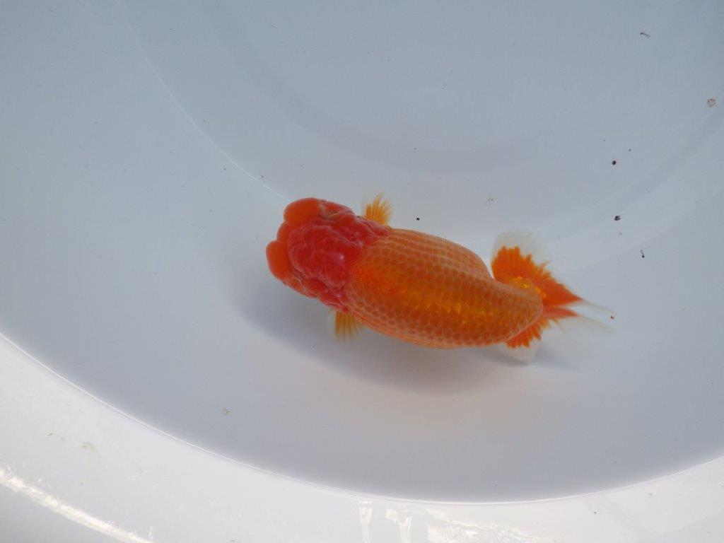 【全国大会上位入賞経験あり 三重　中井氏　作出】素晴らしい系統の当歳らんちゅう　約13,５㎝  四ッ尾　一本舵　オス？