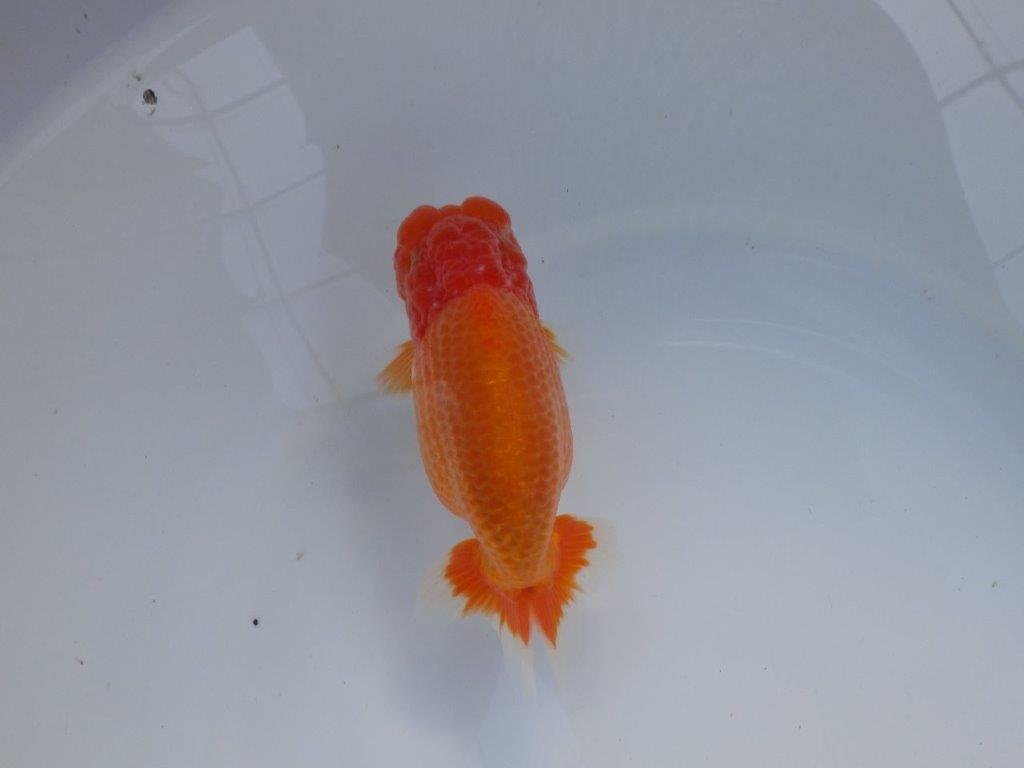 【全国大会上位入賞経験あり 三重　中井氏　作出】素晴らしい系統の当歳らんちゅう　約13,５㎝  四ッ尾　一本舵　オス？