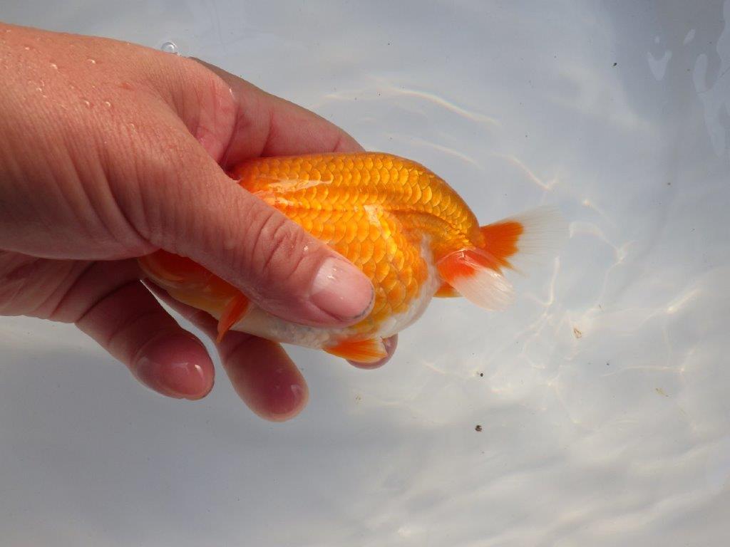 【全国大会上位入賞経験あり 三重　中井氏　作出】素晴らしい系統の当歳らんちゅう　約13,５㎝  四ッ尾　一本舵　オス？