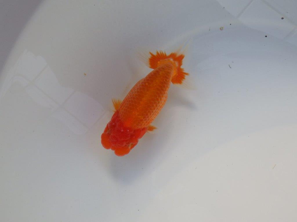 【全国大会上位入賞経験あり 三重　中井氏　作出】タネにお勧めの当歳らんちゅう　約13,５㎝  四ッ尾　二本舵　オス？