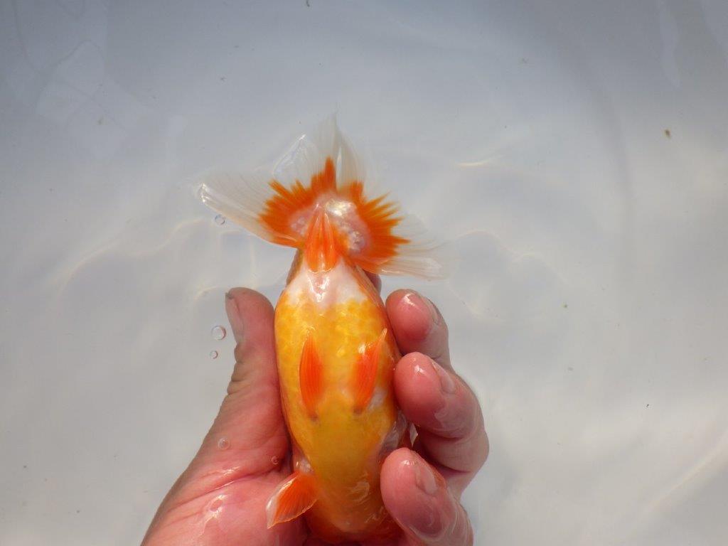 【全国大会上位入賞経験あり 三重　中井氏　作出】タネにお勧めの当歳らんちゅう　約13,５㎝  四ッ尾　二本舵　オス？