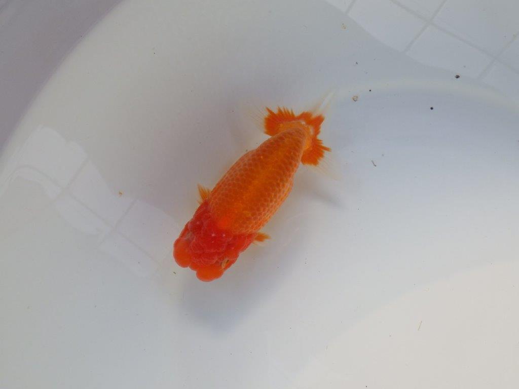 【全国大会上位入賞経験あり 三重　中井氏　作出】タネにお勧めの当歳らんちゅう　約13,５㎝  四ッ尾　二本舵　オス？