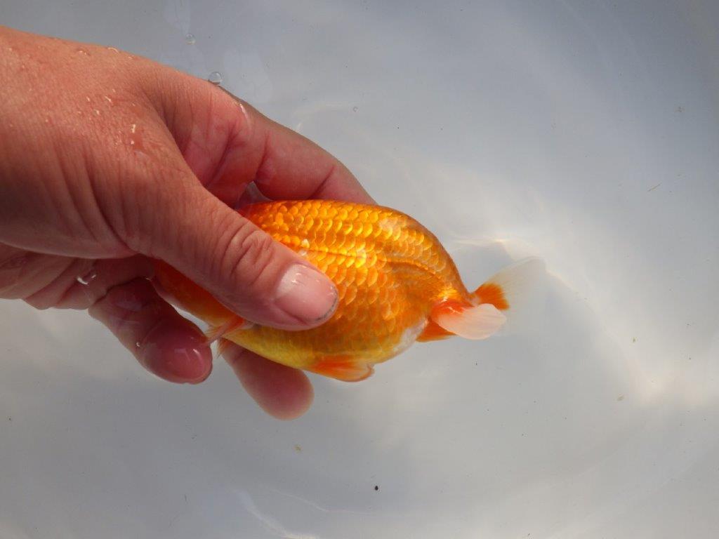 【全国大会上位入賞経験あり 三重　中井氏　作出】タネにお勧めの当歳らんちゅう　約13,５㎝  四ッ尾　二本舵　オス？