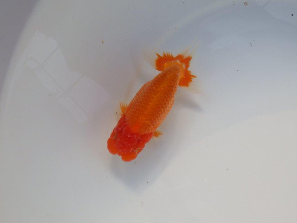 【全国大会上位入賞経験あり 三重　中井氏　作出】タネにお勧めの当歳らんちゅう　約13,５㎝  四ッ尾　二本舵　オス？