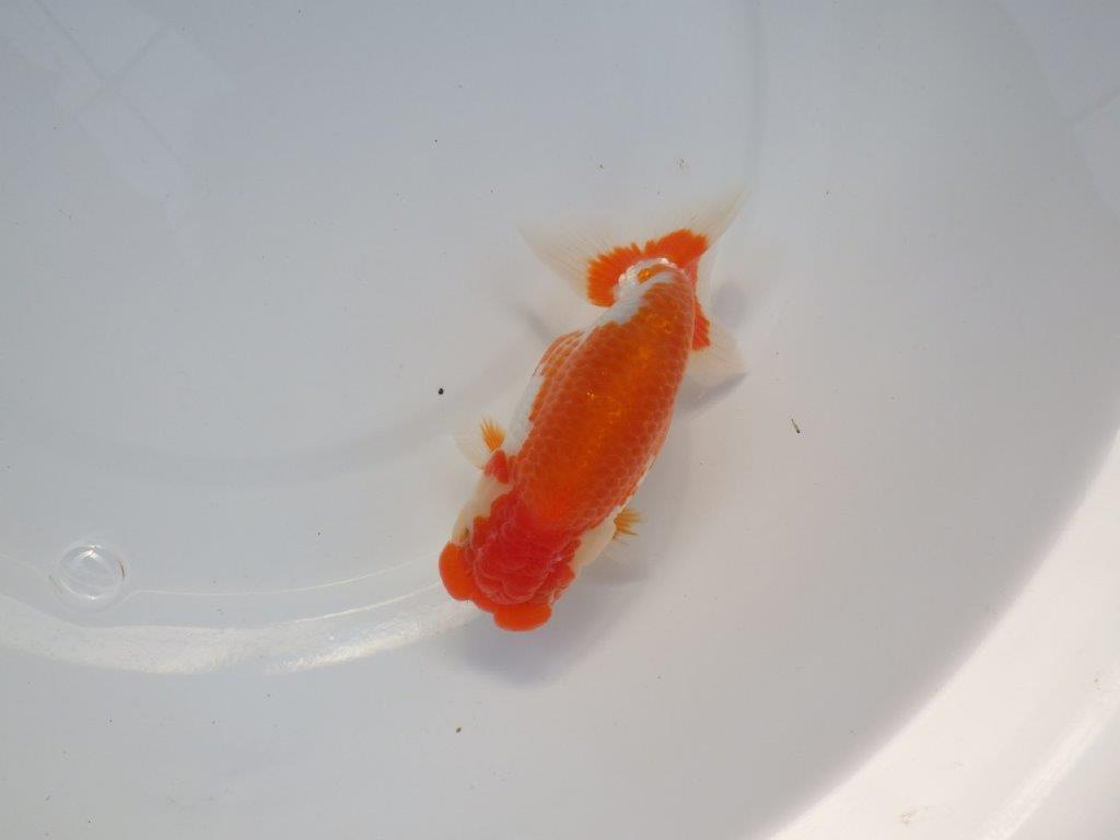 【全国大会上位入賞経験あり 三重　中井氏　作出】二歳で良くなる？？当歳らんちゅう　約13㎝  四ッ尾　二本舵　メス？