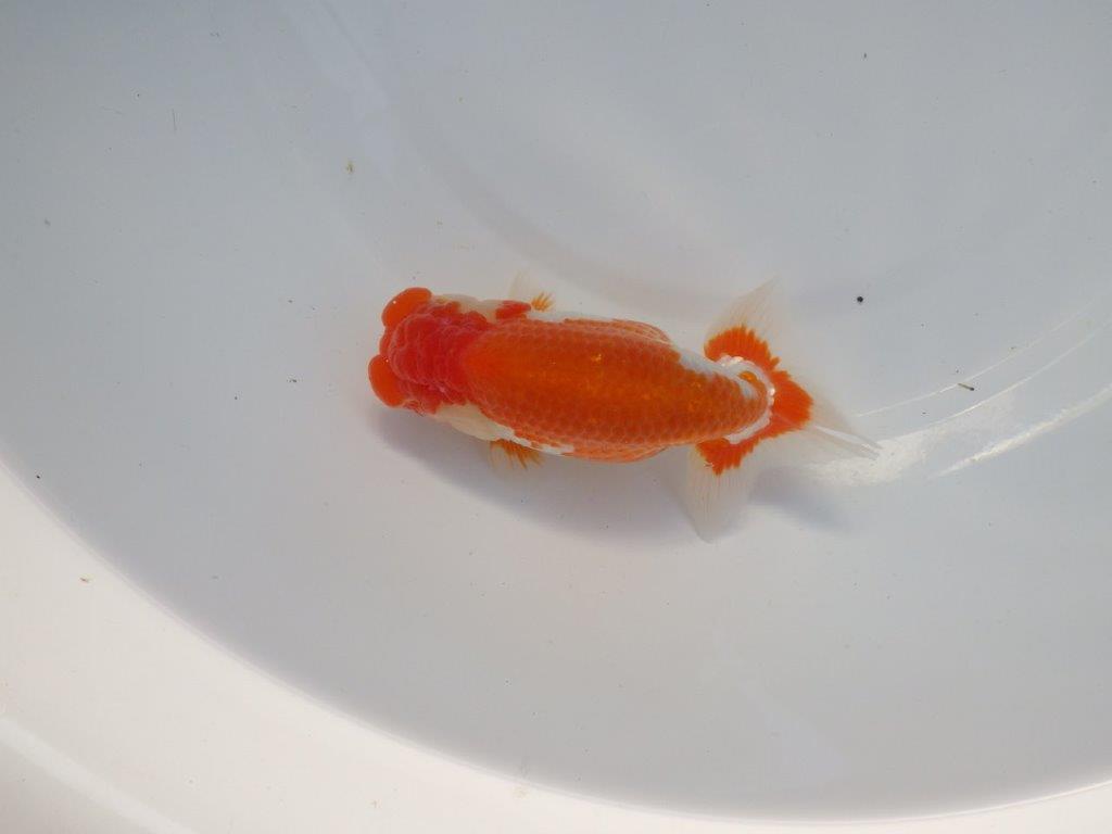 【全国大会上位入賞経験あり 三重　中井氏　作出】二歳で良くなる？？当歳らんちゅう　約13㎝  四ッ尾　二本舵　メス？