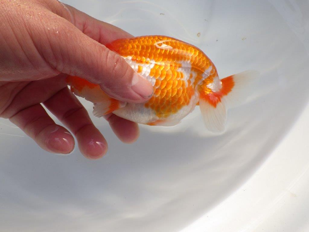 【全国大会上位入賞経験あり 三重　中井氏　作出】二歳で良くなる？？当歳らんちゅう　約13㎝  四ッ尾　二本舵　メス？