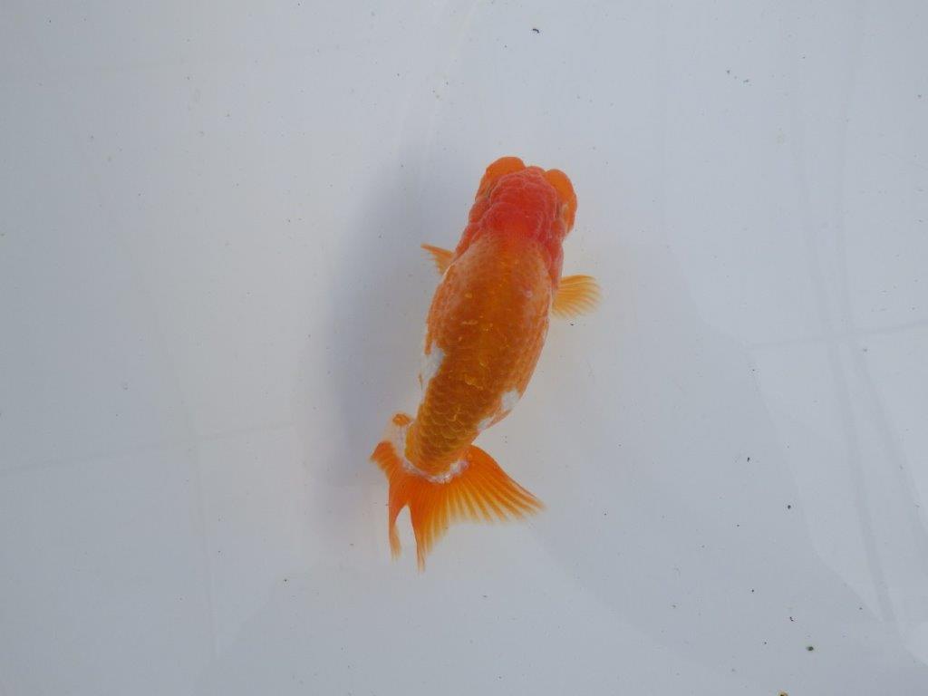 【全国大会上位入賞経験あり 三重　森岡氏　作出】当歳らんちゅうA　約11㎝  四ッ尾　二本舵　オス？