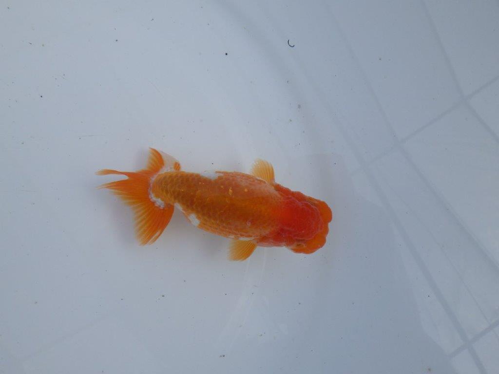 【全国大会上位入賞経験あり 三重　森岡氏　作出】当歳らんちゅうA　約11㎝  四ッ尾　二本舵　オス？