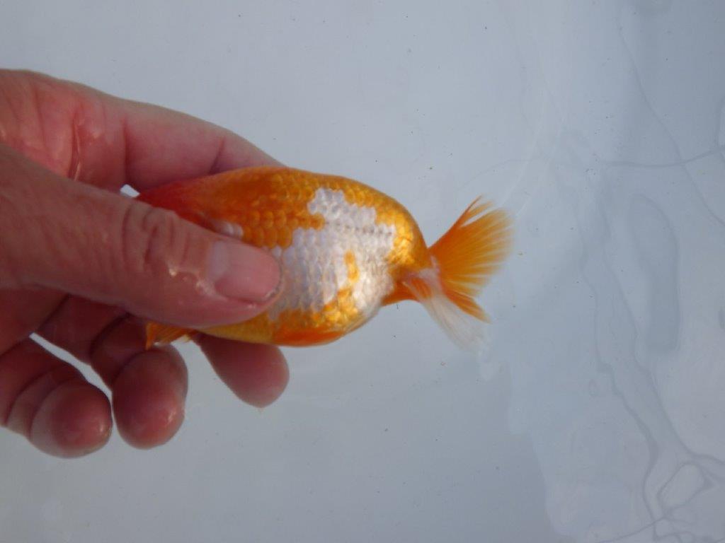 【全国大会上位入賞経験あり 三重　森岡氏　作出】当歳らんちゅうA　約11㎝  四ッ尾　二本舵　オス？